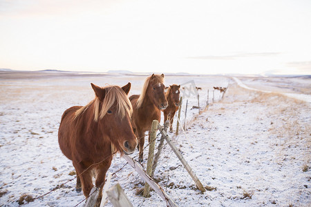 亚文化群摄影照片_冰岛积雪覆盖的田野上的小马