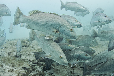 环境污染鱼摄影照片_墨西哥昆塔纳罗奥坎昆淡水海洋天坑周围聚集的大型古巴笛鱼鱼群的水下景观