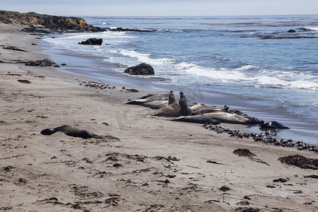美国加利福尼亚州圣西米恩海滩上躺着的象海豹