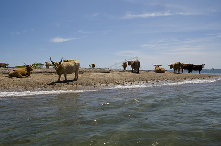 美国马萨诸塞州伊丽莎白群岛海岸线上的高地牛群