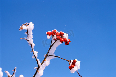 覆盖着雪的红色水果