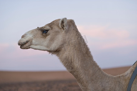行走在沙漠中的骆驼
