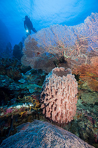 珊瑚礁和潜水员