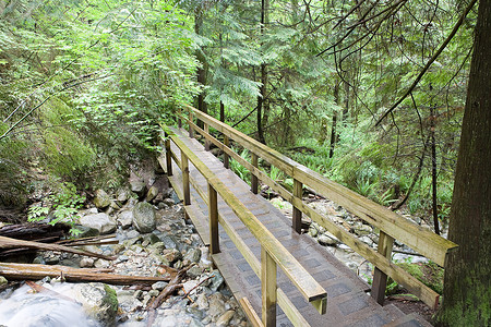 森林中的桥