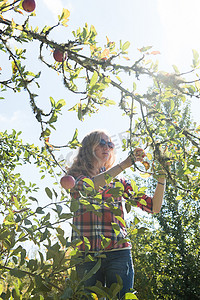一名年轻女子在有机农场采摘苹果