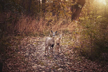 美国伊利诺伊州樱桃谷秋季森林里的母鹿和小鹿肖像