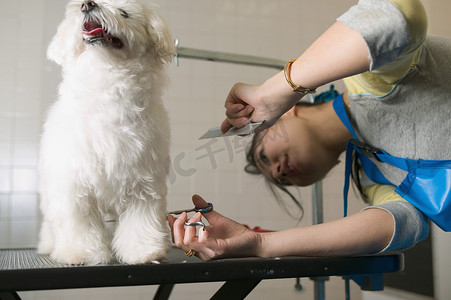 女人修剪梗犬毛皮