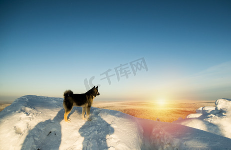 雪摄影照片_狗站在雪山上日落俄罗斯