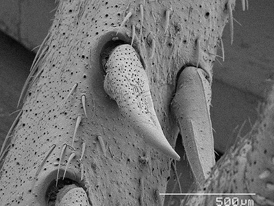 家栖蟋蟀腿上刺的扫描电子显微镜