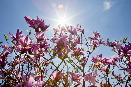 自然花木摄影照片_紫花木兰属植物