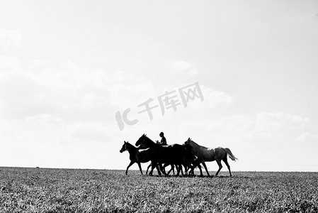 男子在田野中骑马牵着六匹马的黑白图像