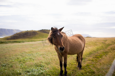 野外风景中的马看着相机冰岛