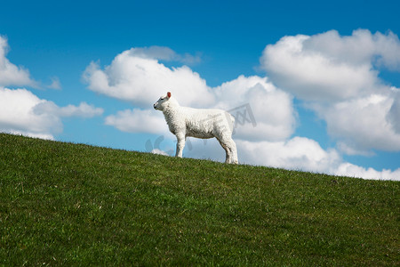 田野里的一只羊