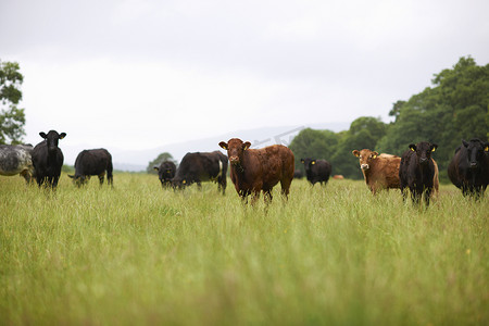 田野里的一群奶牛