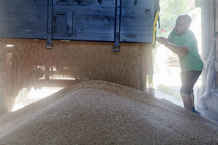男性农民监控谷仓内拖车里的小麦倾倒