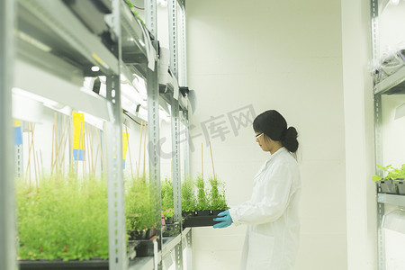 女科学家在温室实验室移走植物样本