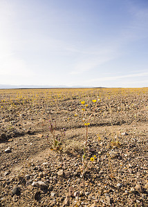美国加利福尼亚州奥兰查沙漠中的黄色野花