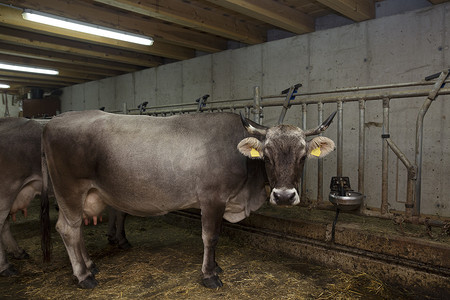 奥地利蒂罗尔萨特尔贝格姆牛棚里的奶牛肖像
