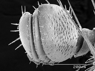 日本甲虫触角扫描电子显微镜