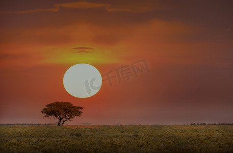 落日下的孤零零的相思树纳米比亚埃托沙国家公园