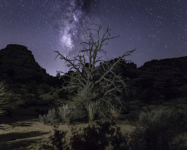 约书亚树和繁星满天的夜空约书亚树国家公园美国加州