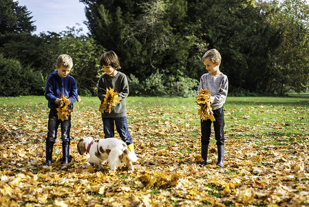 三个男孩在户外和宠物狗玩耍收集秋叶