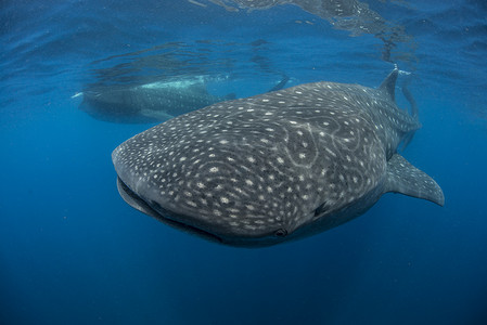 以海面鱼卵为食的大型鲸鲨犀牛墨西哥