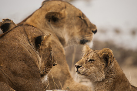 警觉的小狮子和雌性狮子马赛马拉肯尼亚