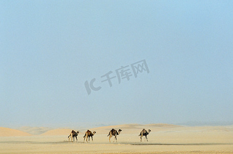 行走的骆驼摄影照片_骆驼行走在沙漠中