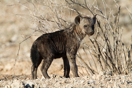 沙漠中的斑点鬣狗