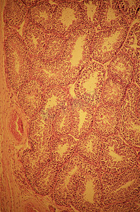 男性精液摄影照片_睾丸中的生精小管