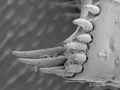 腐肉甲虫腿刚毛扫描电子显微镜