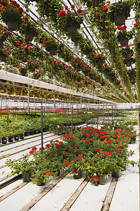 商业温室挂篮子里有红色的天竺葵花容器里有混合开花的植物
