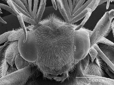萤火虫甲虫头部放大图