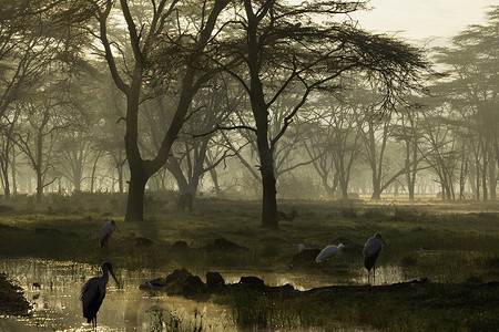 非洲肯尼亚纳库鲁湖国家公园纳库鲁湖湖畔的薄雾日出