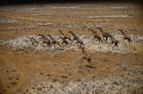 牛奔跑摄影照片_长颈鹿奔跑
