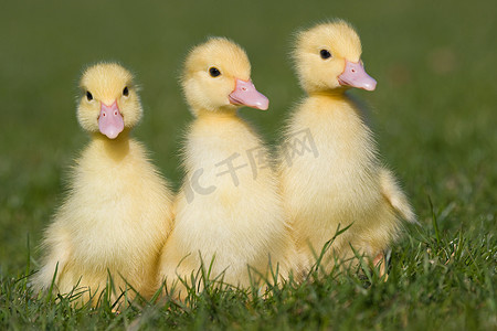 草地上的三只小鸭子