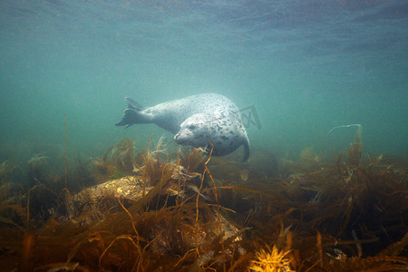 日本海斑海豹