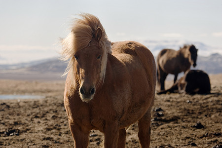 日本风光摄影照片_冰岛马匹