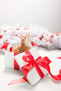 圣诞礼盒里的小猫