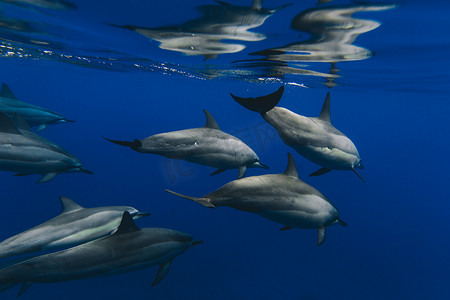 美目摄影照片_在海里游泳的海豚