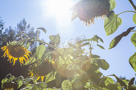 波巴摄影照片_低角度观赏向日葵塞巴斯塔波尔美国