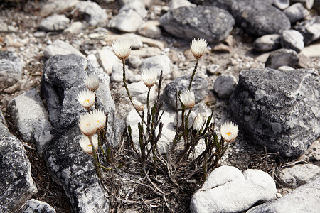 岩石上生长的花朵的特写