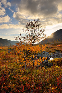 俄罗斯科拉半岛希比尼山脉马来亚别拉雅河流域的树木和秋天的颜色