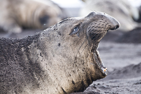 北象海豹在墨西哥瓜达卢佩岛海滩上停靠的侧视