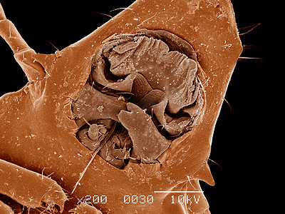 羽毛扫描电子显微镜上附着的鸭虱的嘴部