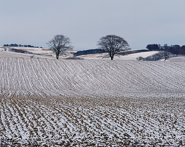 犁过的田野上的雪