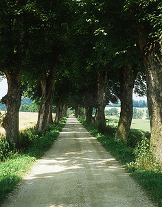 树木和乡村道路