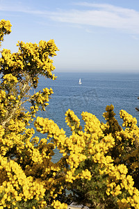 英国多塞特郡普尔的海景和黄柳丛