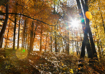 阳光透过森林中的树木